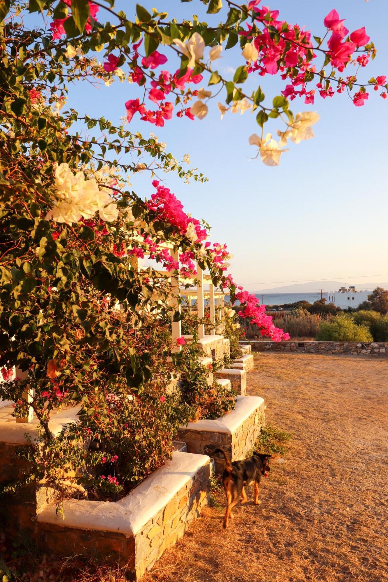 Sunny Studios Naxos Aliko Beach Exterior foto
