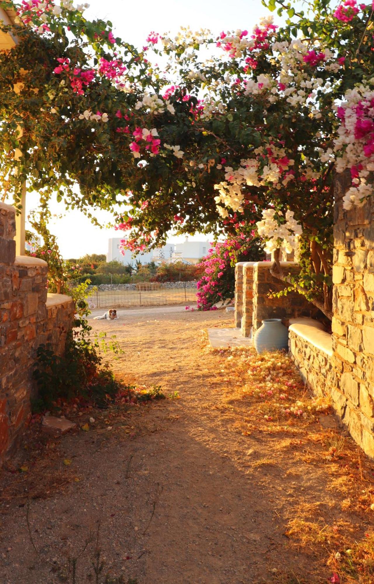 Sunny Studios Naxos Aliko Beach Exterior foto